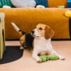 Plush Leaf-Shaped Squeaky Dog Toy - Funnyfuzzy Snu