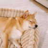 Plush Warmth Removable Orthopedic Wedge Bolster Do