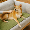 Scratch-proof All-season Stain-resistant Couch Co