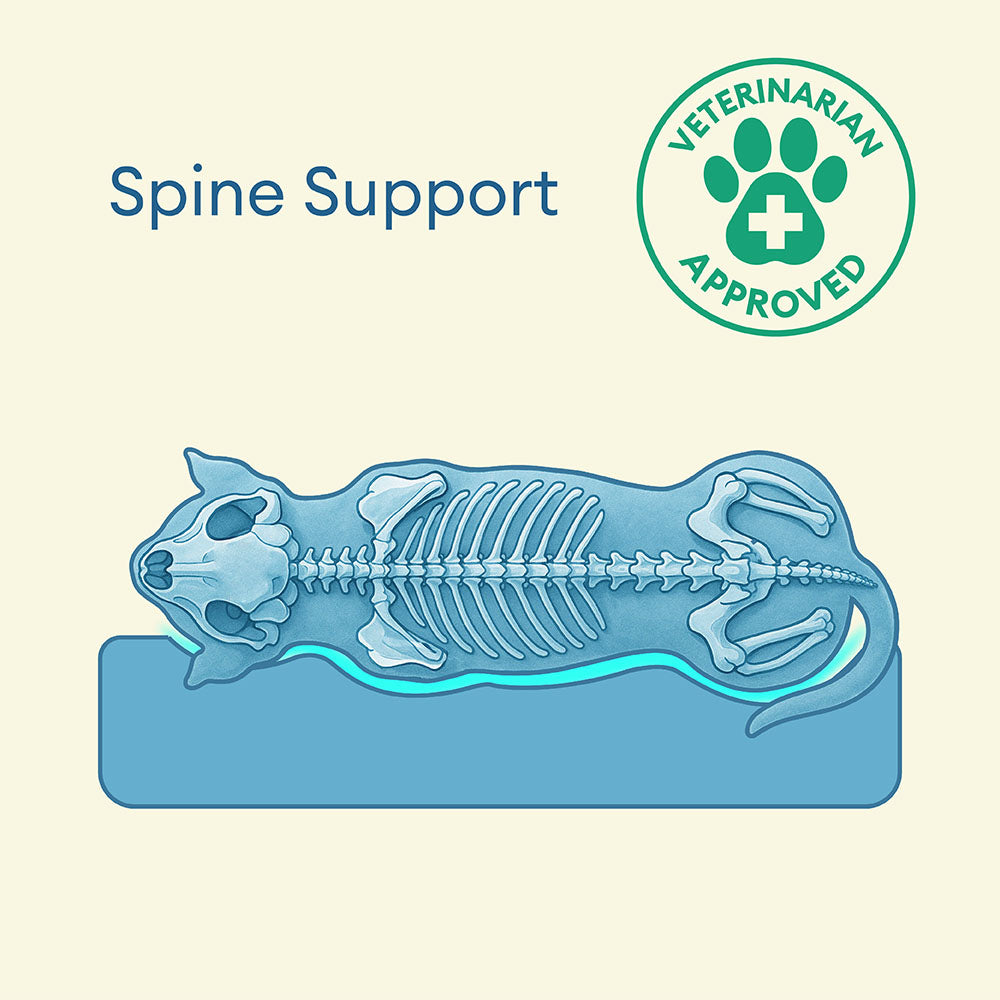 Fully Orthopedic Surround Support Waterproof Large