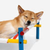 Vibrant Summer Print Style Aluminum Elevated Dog B