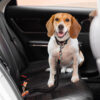 Colorful Buffer Adjustable Cool Dog Accessories Ca