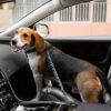 Car Seat Belt Buffer Adjustable Cool Dog Accessori