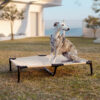 Multi-Functional Breathable Cooling Elevated Dog B