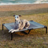 Multi-Functional Breathable Cooling Elevated Dog B
