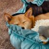 Nature-Inspired Adjustable Calming Dog Bed - Plush
