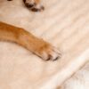 Trendy Striped House Orthopedic Dog Bed - Cozy Hid