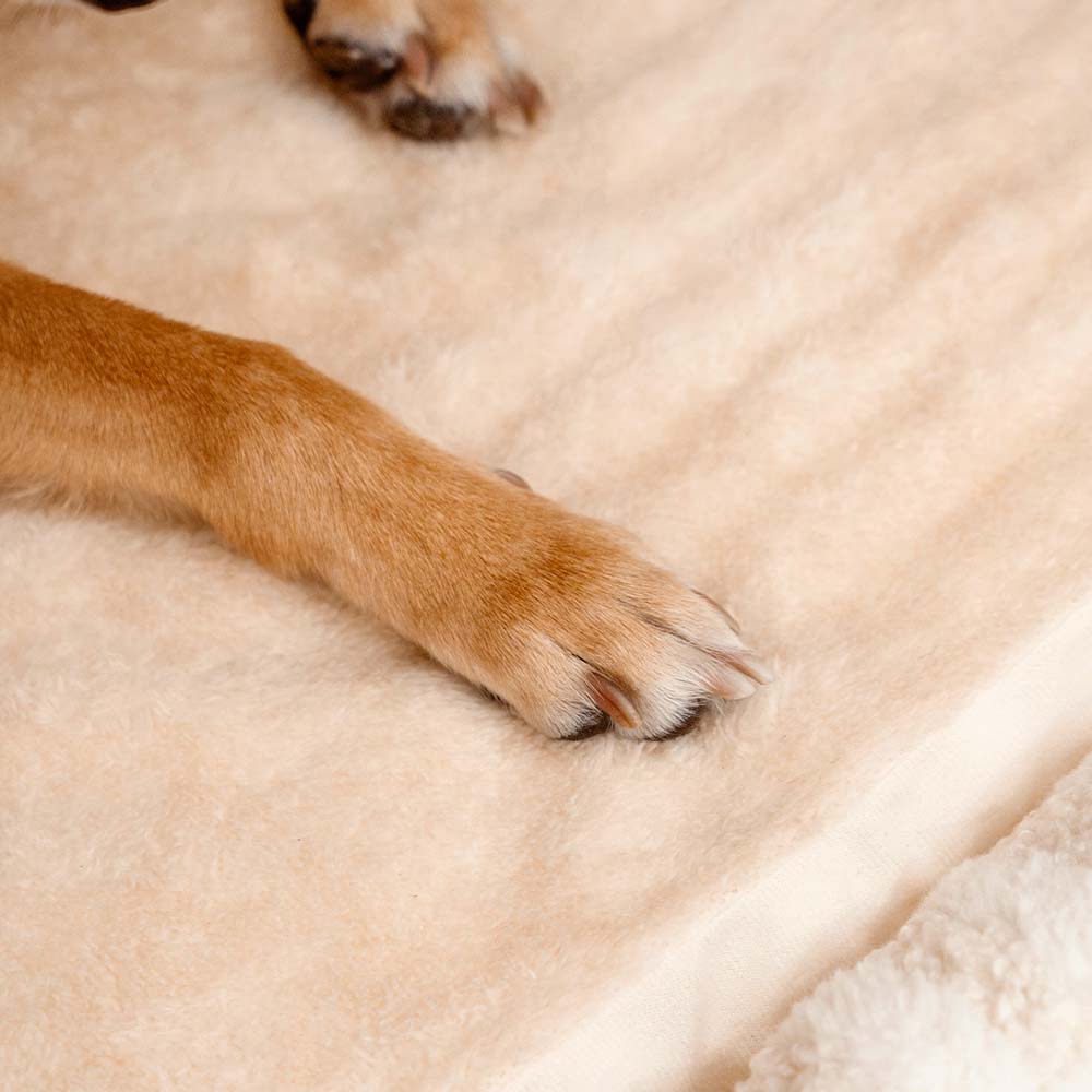 Trendy Striped House Orthopedic Dog Bed - Cozy Hid